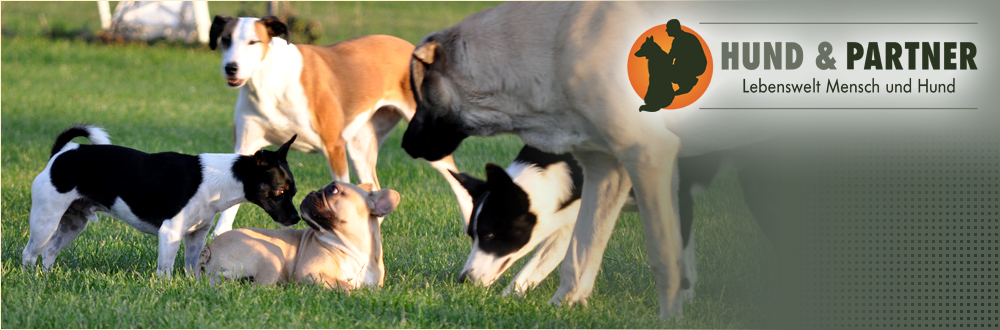 Partner Mit Hund Kennenlernen Partner Mit Hund Kennenlernen